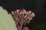 Japanese spiraea